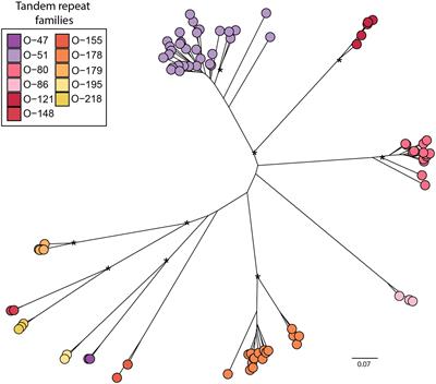 The Singular Evolution of Olea Genome Structure